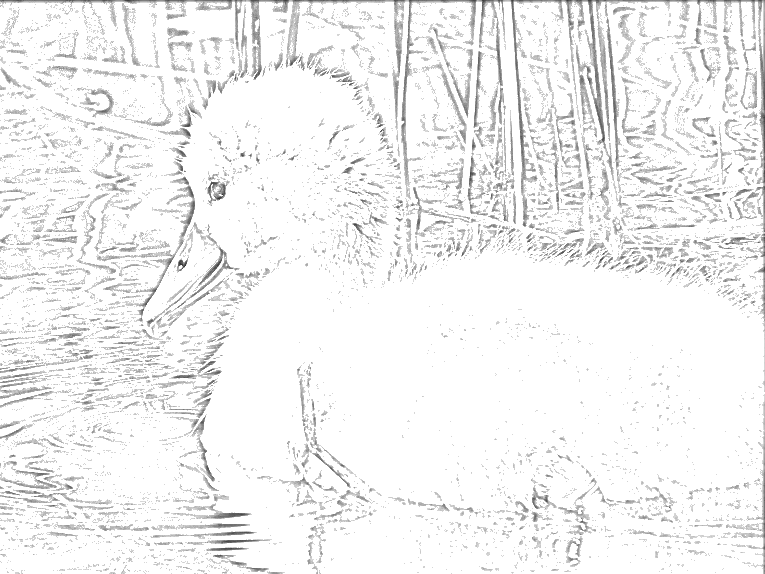 Sketch of a baby swan.